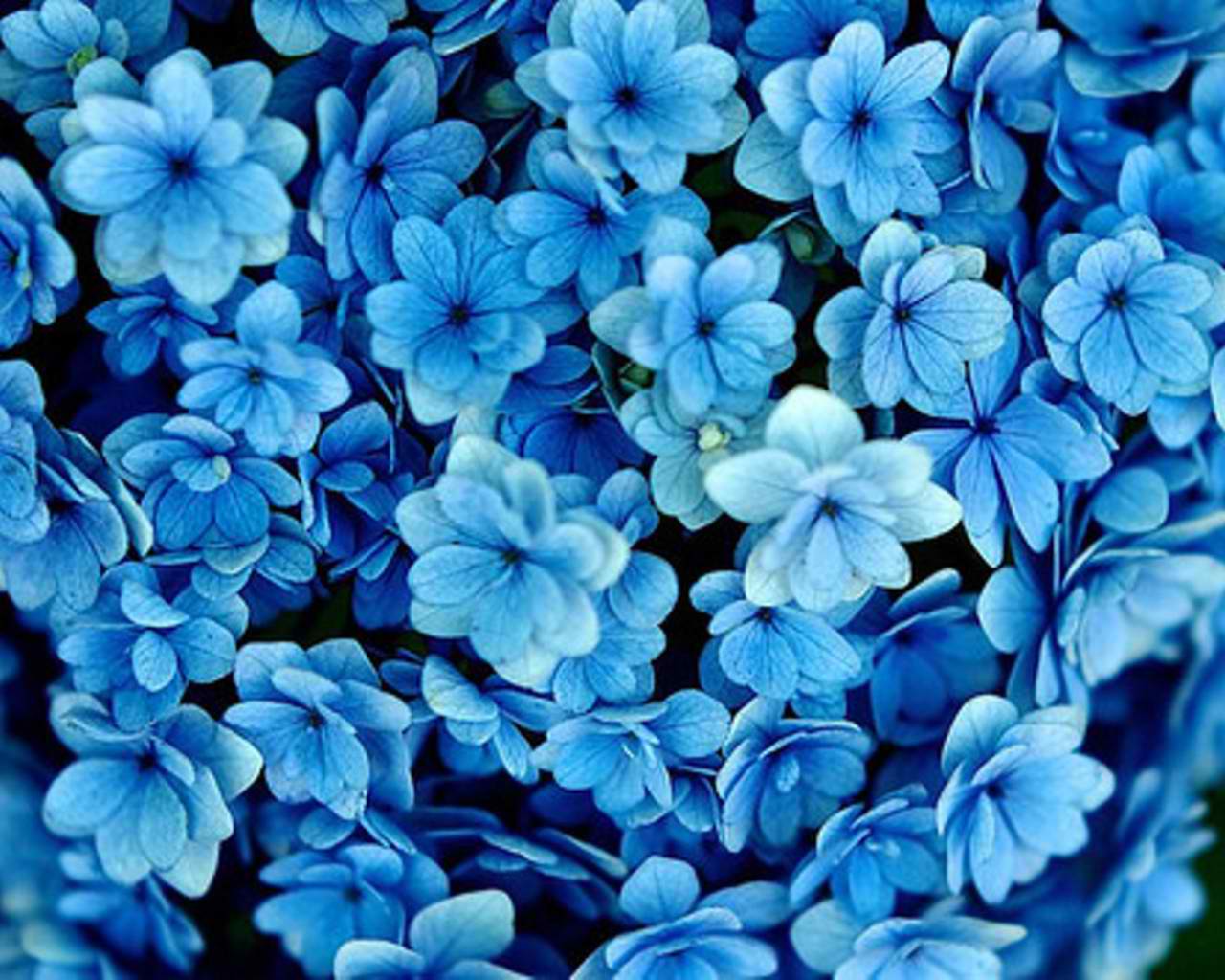 Blue Flowers 83 Cool Wallpaper - HdFlowerWallpaper.com