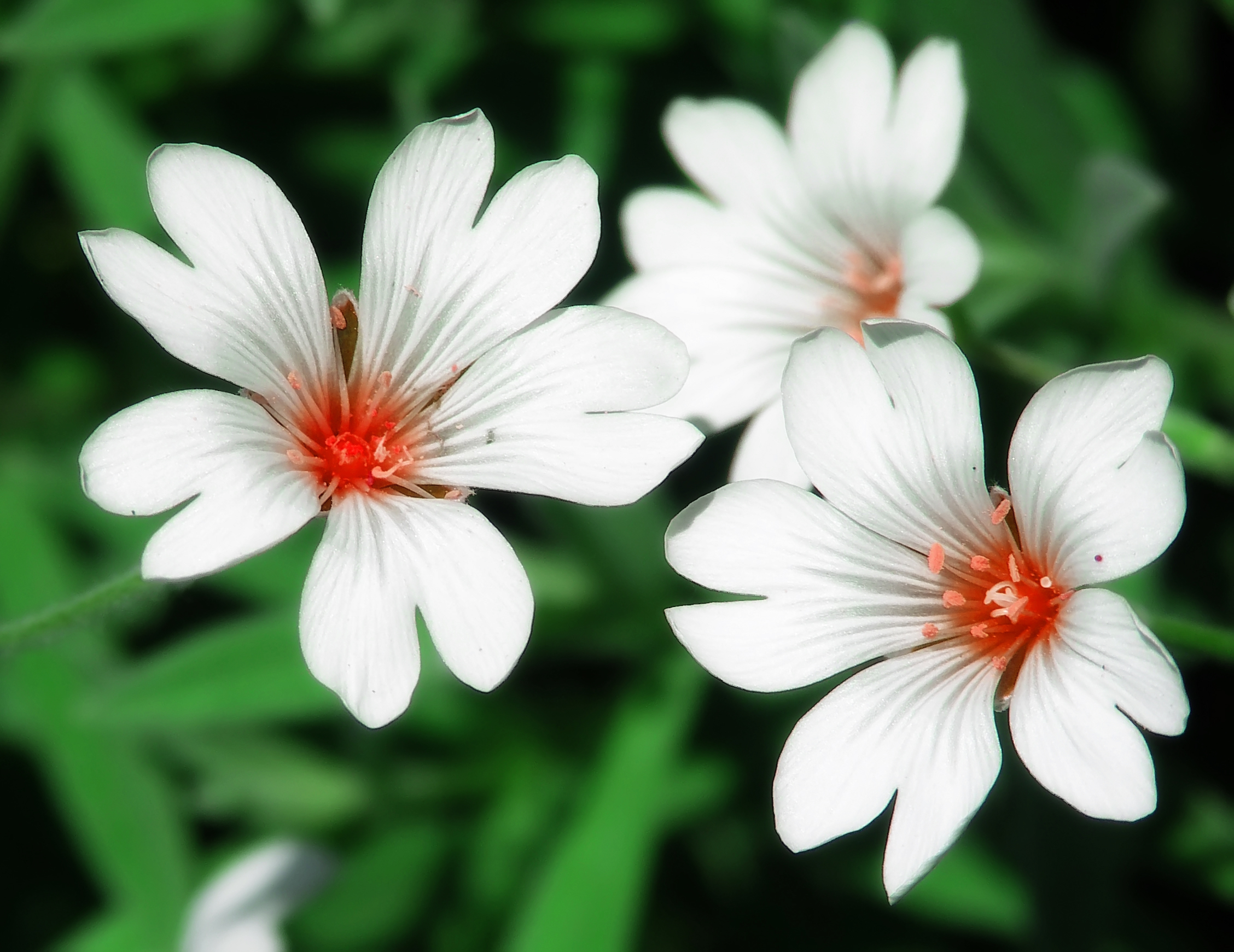 Names Of White Flowers 15 Cool Hd Wallpaper ...