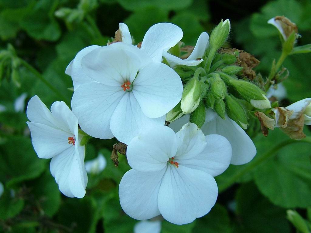 Names Of White Flowers 26 Free Hd Wallpaper ...