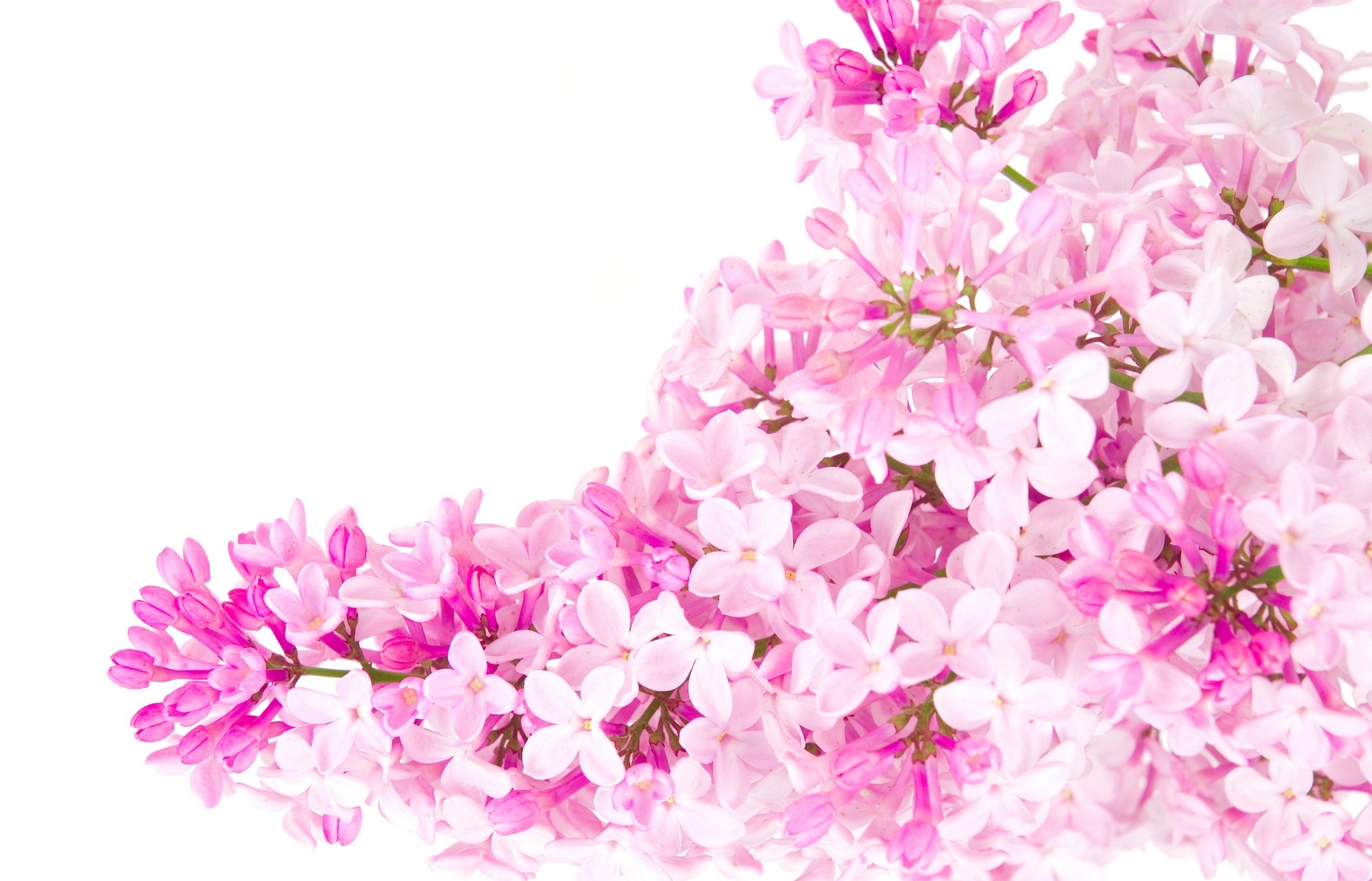 Pink Flowers 162 Free Wallpaper - HdFlowerWallpaper.com