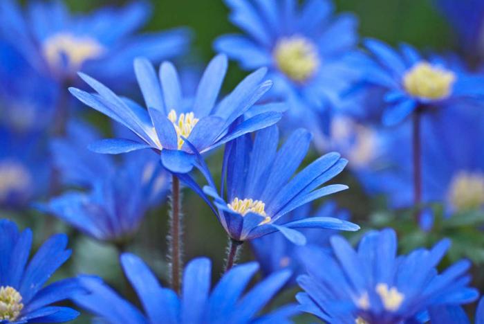 Blue Flowers Names And Meanings 26 Hd Wallpaper ...

