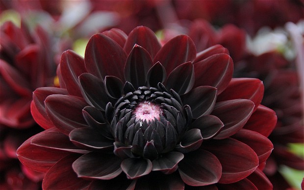 black-dahlia-flowers-7-background.jpg