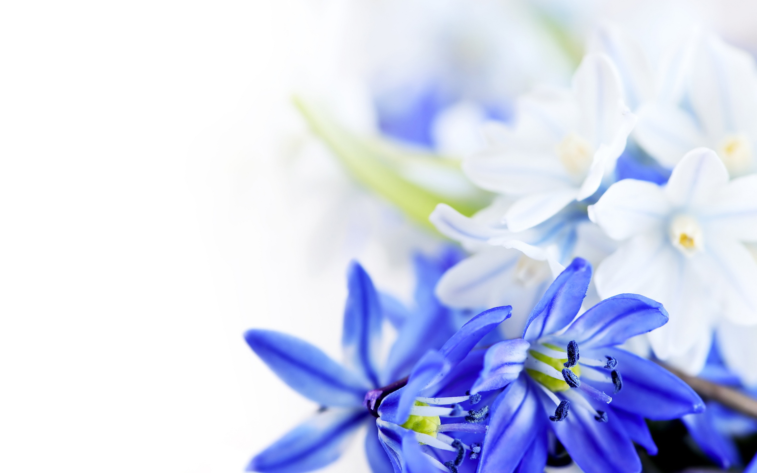 White Floral Wallpaper 10 Cool Hd Wallpaper Hdflowerwallpaper Com