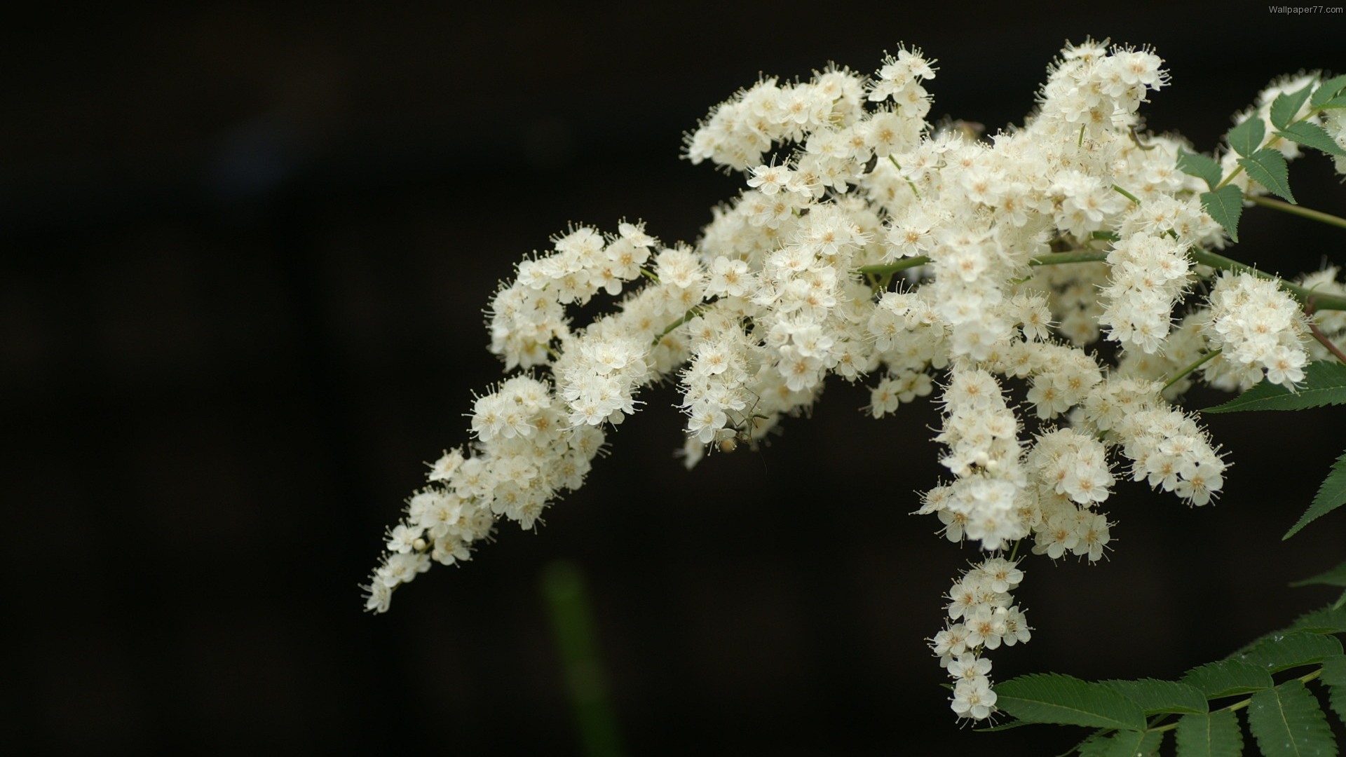 White Floral Wallpaper 34 Background Wallpaper Hdflowerwallpaper Com