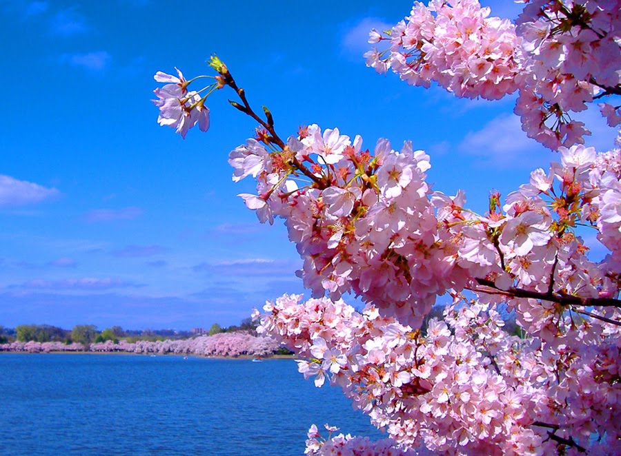 Cherry Blossoms 6 Desktop Wallpaper Hdflowerwallpaper Com