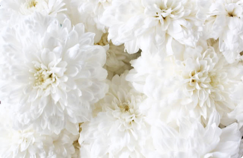 White Flowers Tumblr 13 Background Wallpaper ...
