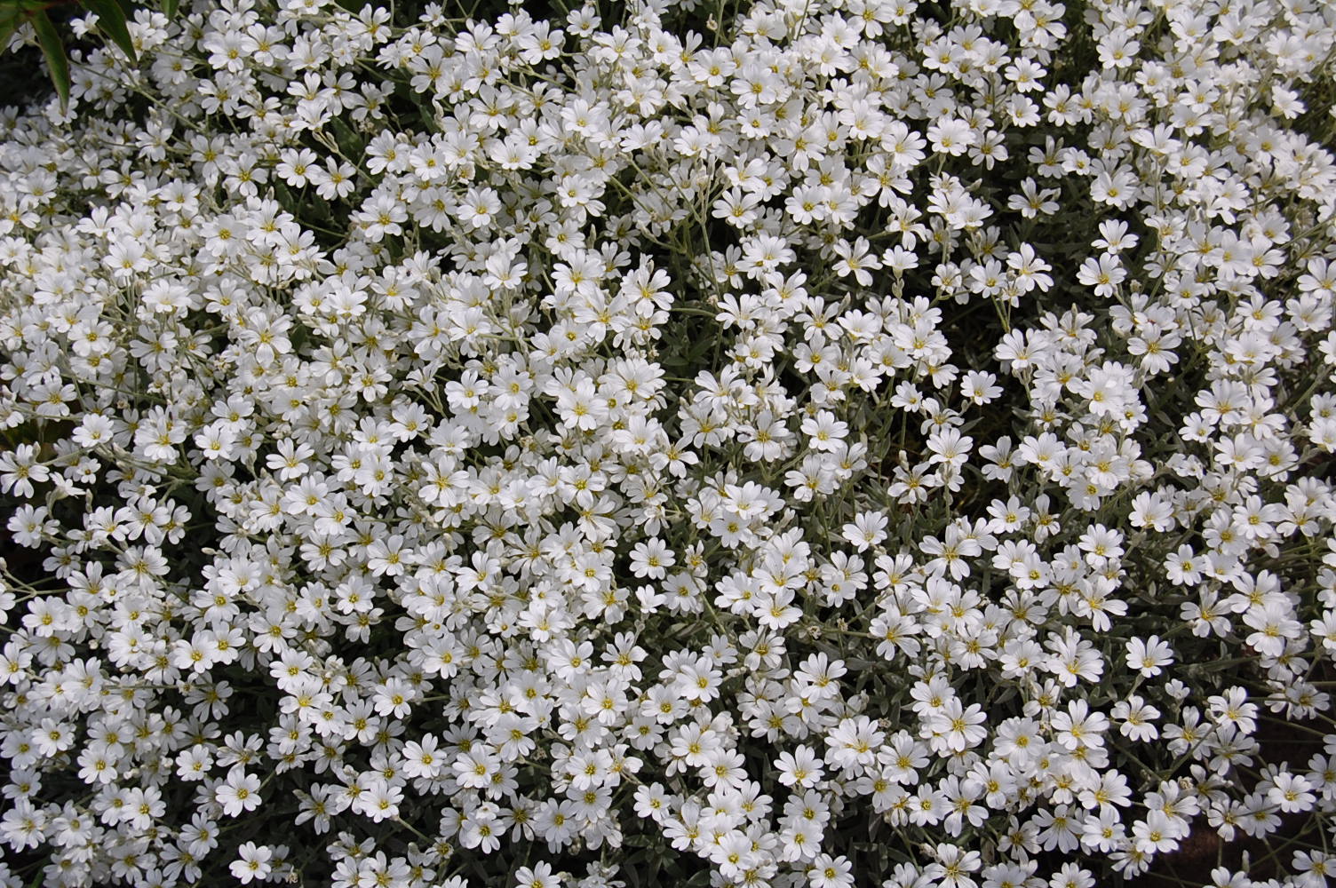 White Flowers Tumblr 17 Widescreen Wallpaper ...
