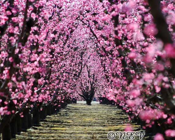 Tree With Pink Flowers 2 Background - HdFlowerWallpaper.com