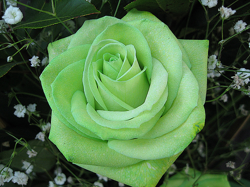 green-flowers-meaning-6-cool-hd-wallpape