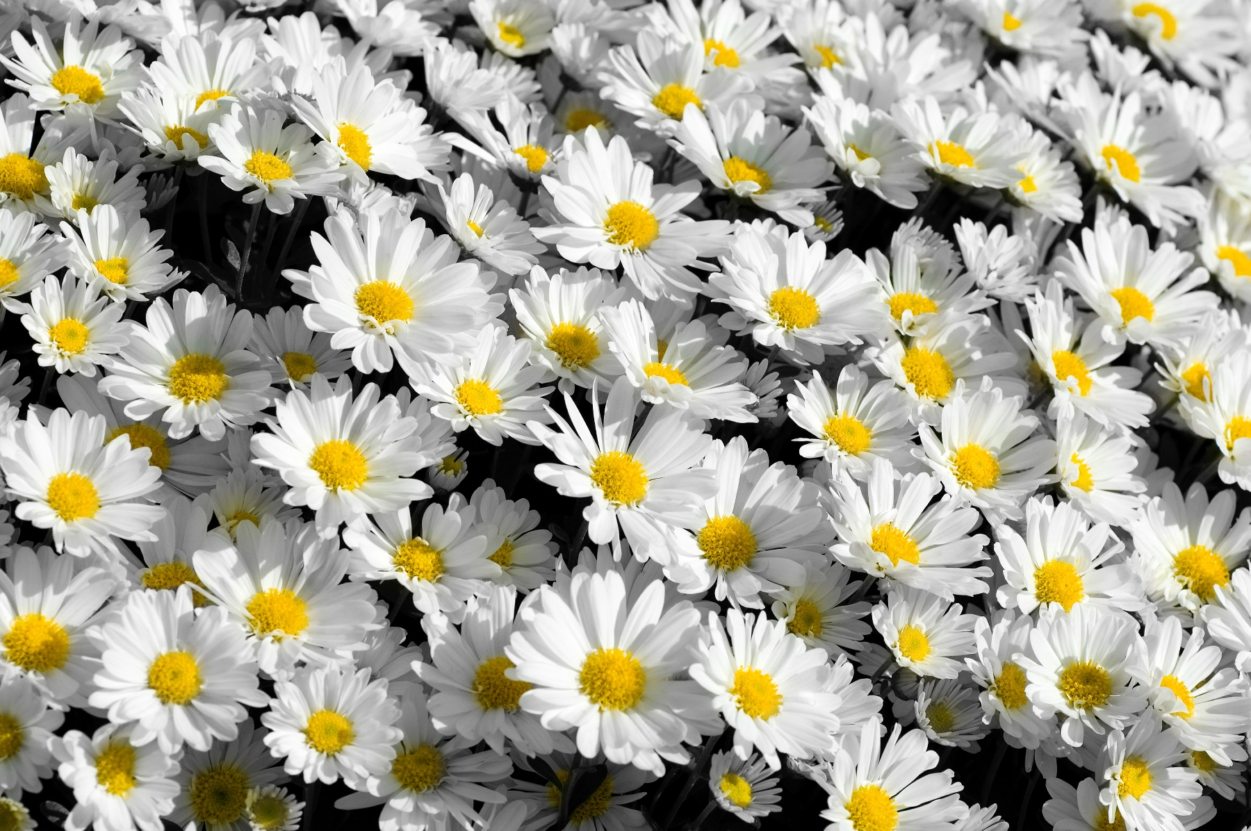 White Flowers  Tumblr  26 Free Hd  Wallpaper  