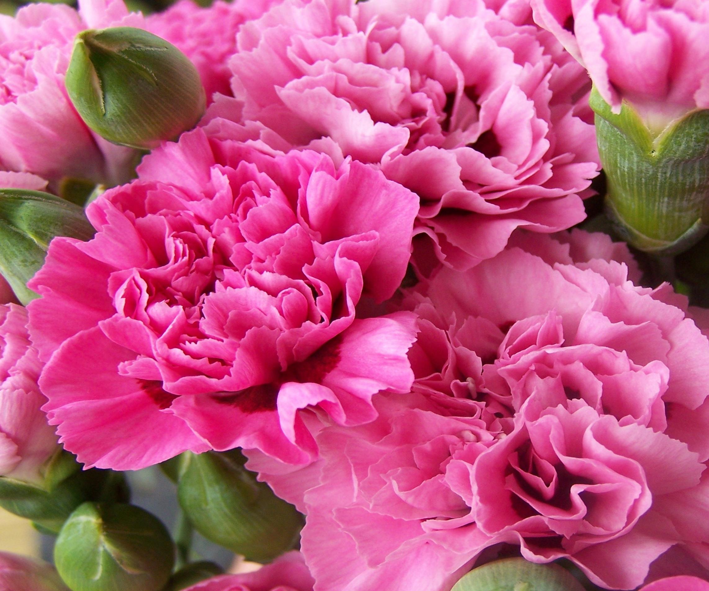 Download Pink Carnation Wallpaper Gallery