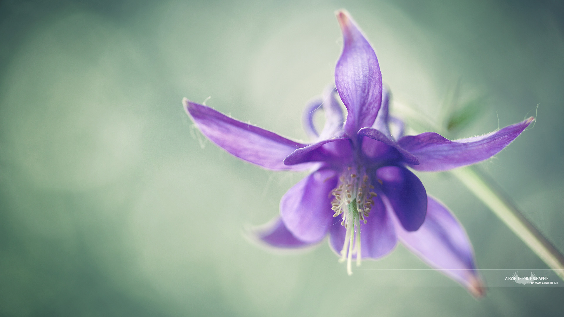 Purple Flower Wallpapers Hd 1 Desktop Background Hdflowerwallpapercom