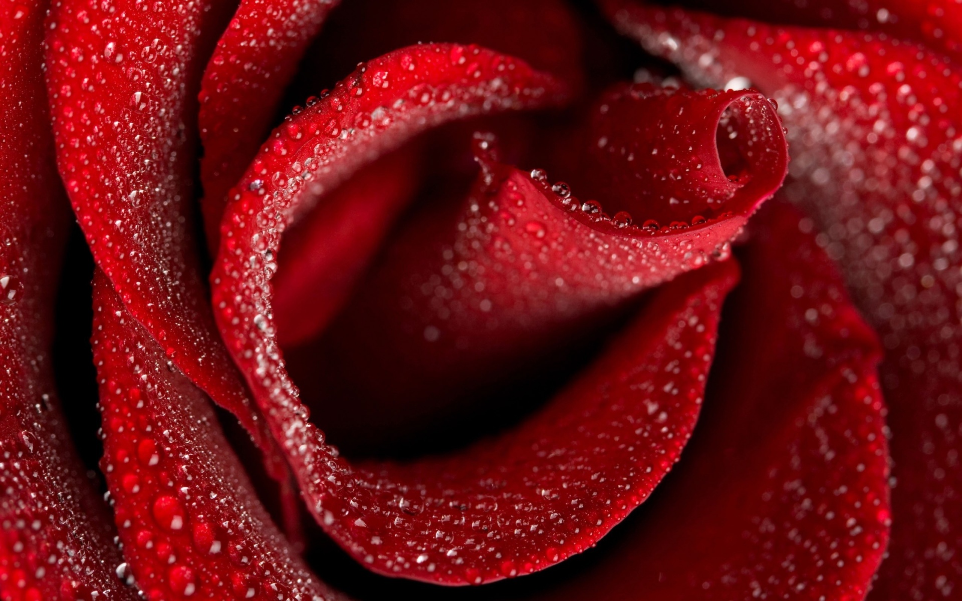 Download 107 Background Hd Rose HD Paling Keren