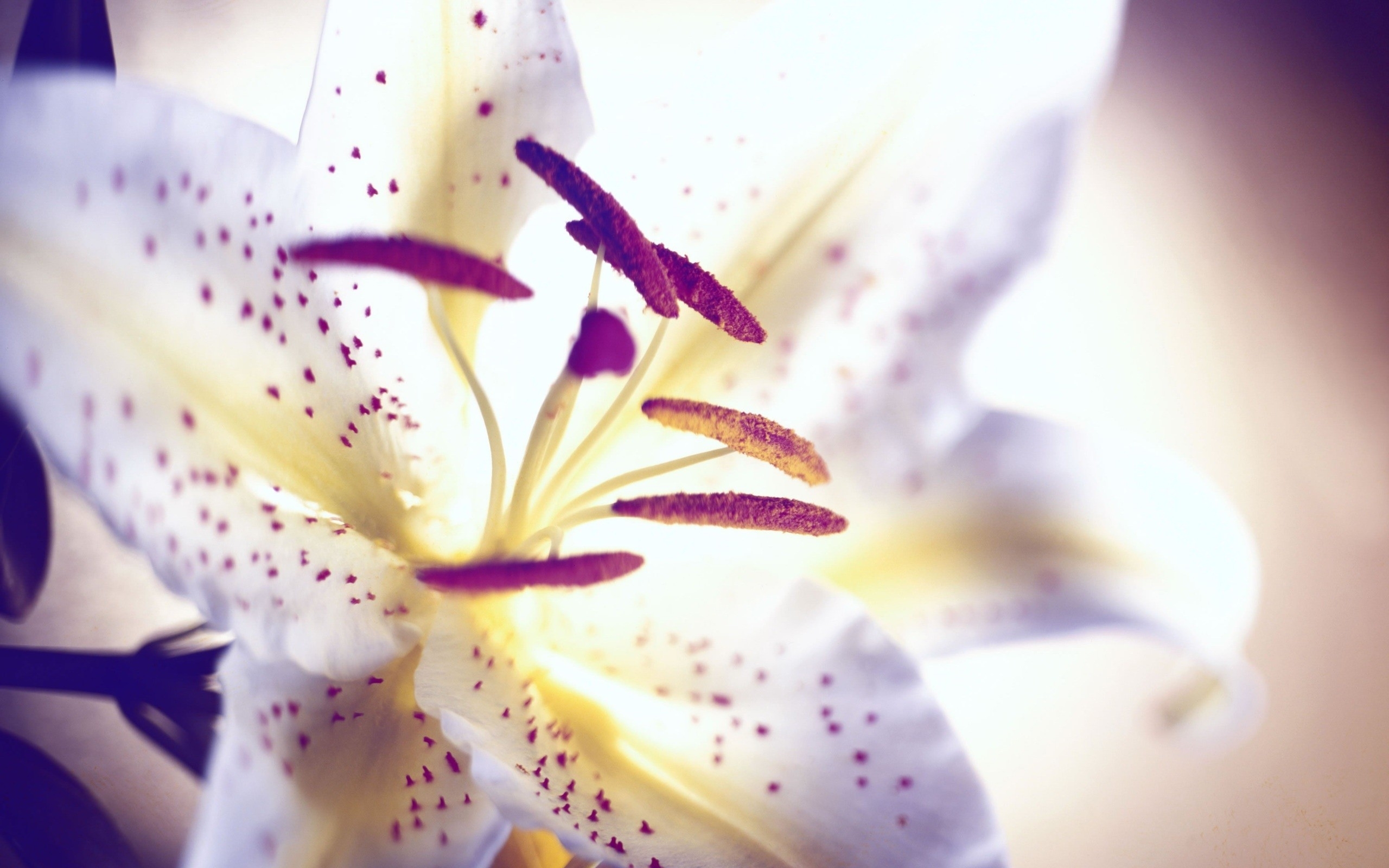 100 Lily Pictures Download Free Images On Unsplash