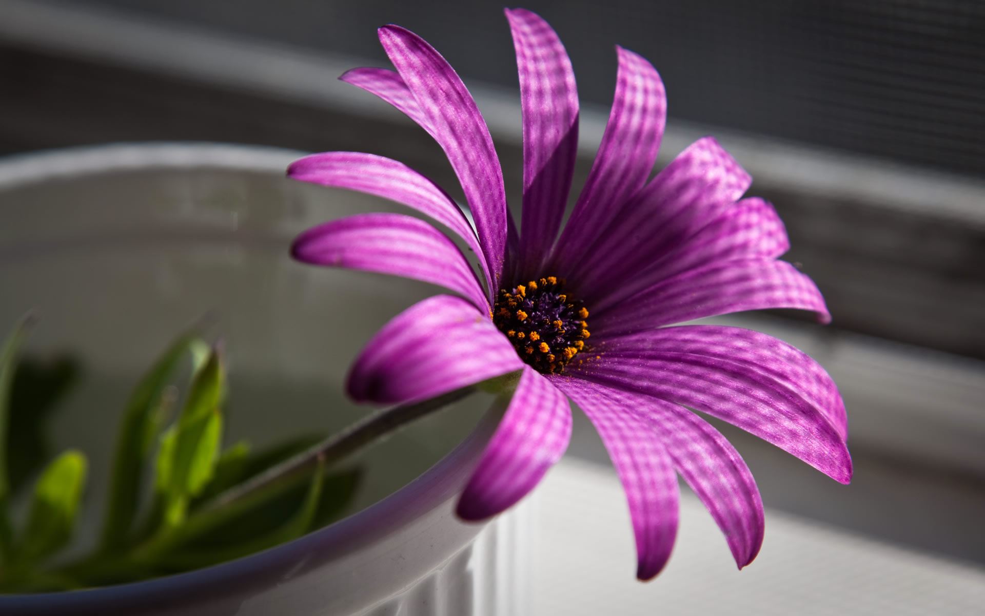 Purple Flowers Hd Wallpapers 14 Desktop Background