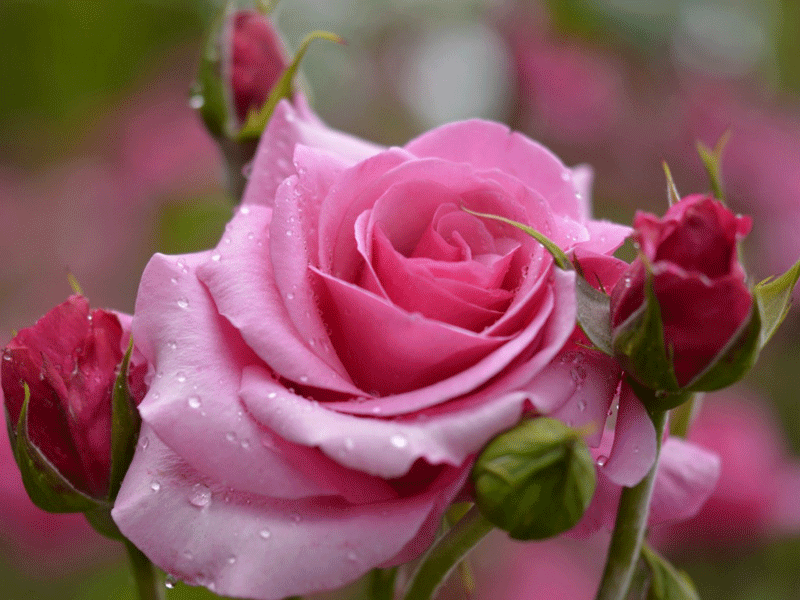 Pink Rose Wallpaper For Desktop 11 Free Hd Wallpaper