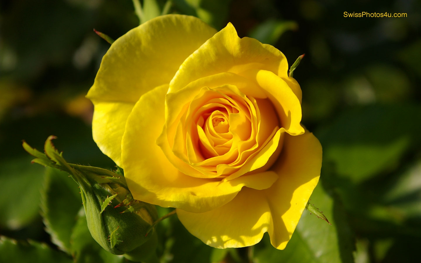  Yellow Rose Wallpapers 20 Free Hd Wallpaper 